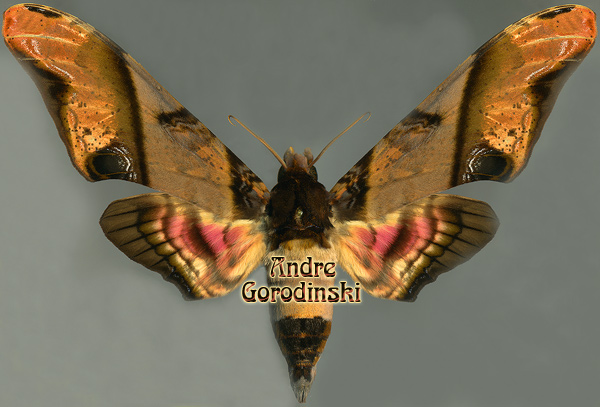 http://www.gorodinski.ru/sphingidae/Amplypterus panopus.jpg